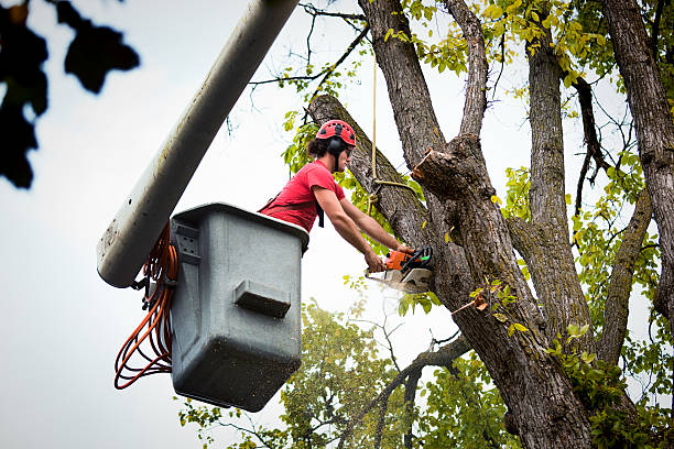 How Our Tree Care Process Works  in Barberton, WA